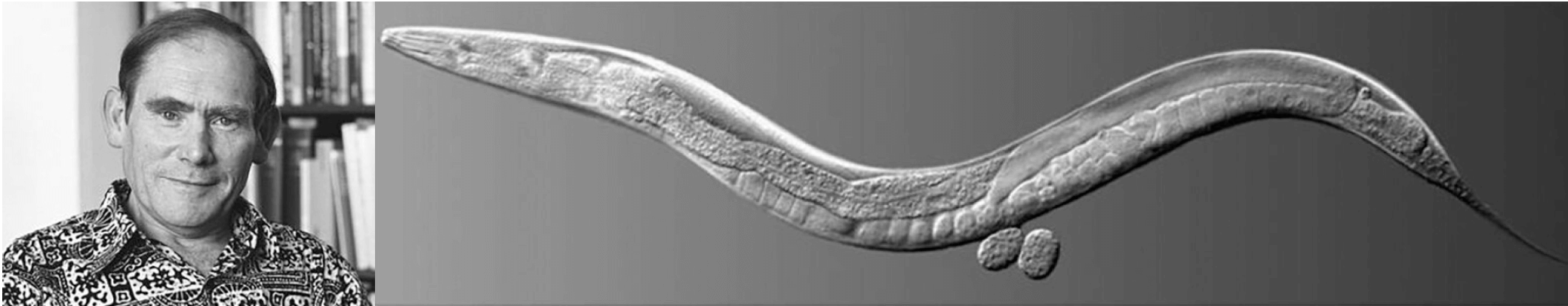 A photograph of Sydney Brenner and a high-magnification image of an adult C. elegans worm.
